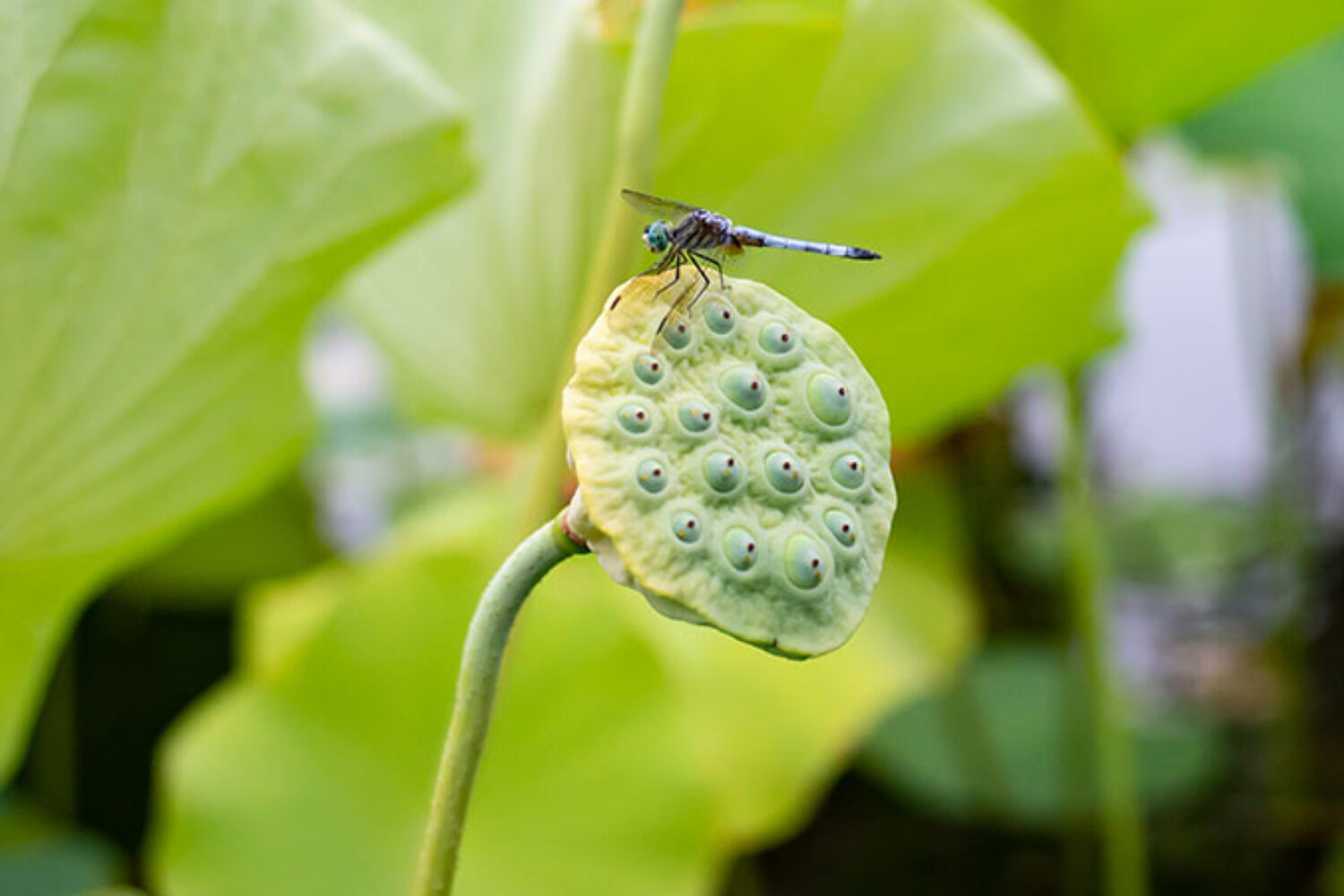 dragonfly, Design5sixty4, graphic design, colorado springs, albuquerque, santa fe, pueblo, colorado, new mexico